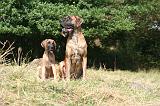 DOGUE ALLEMAND 952